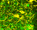 Banner image placeholder