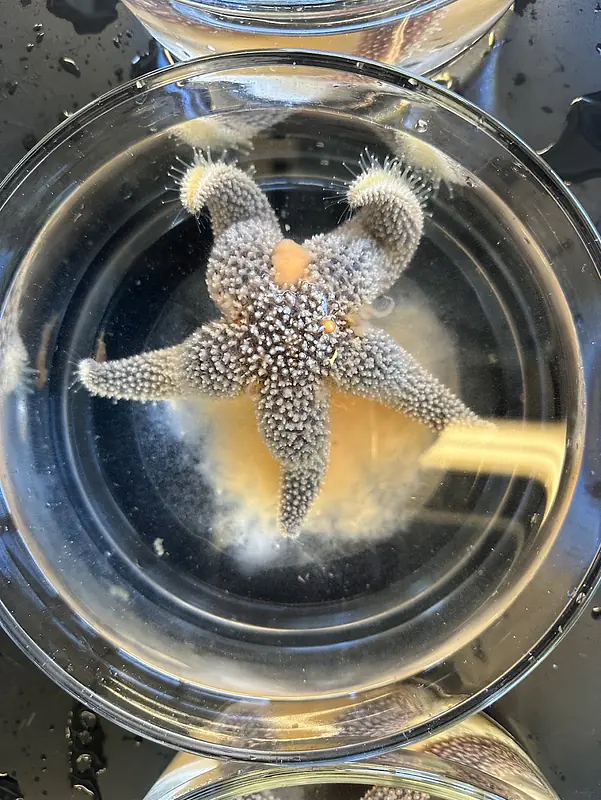 Asterias forbesi