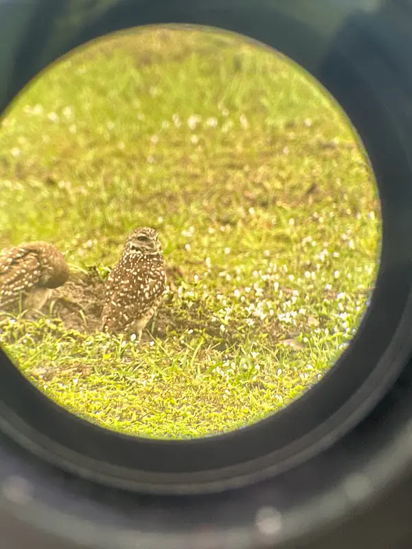 Burrowing owls through the scope