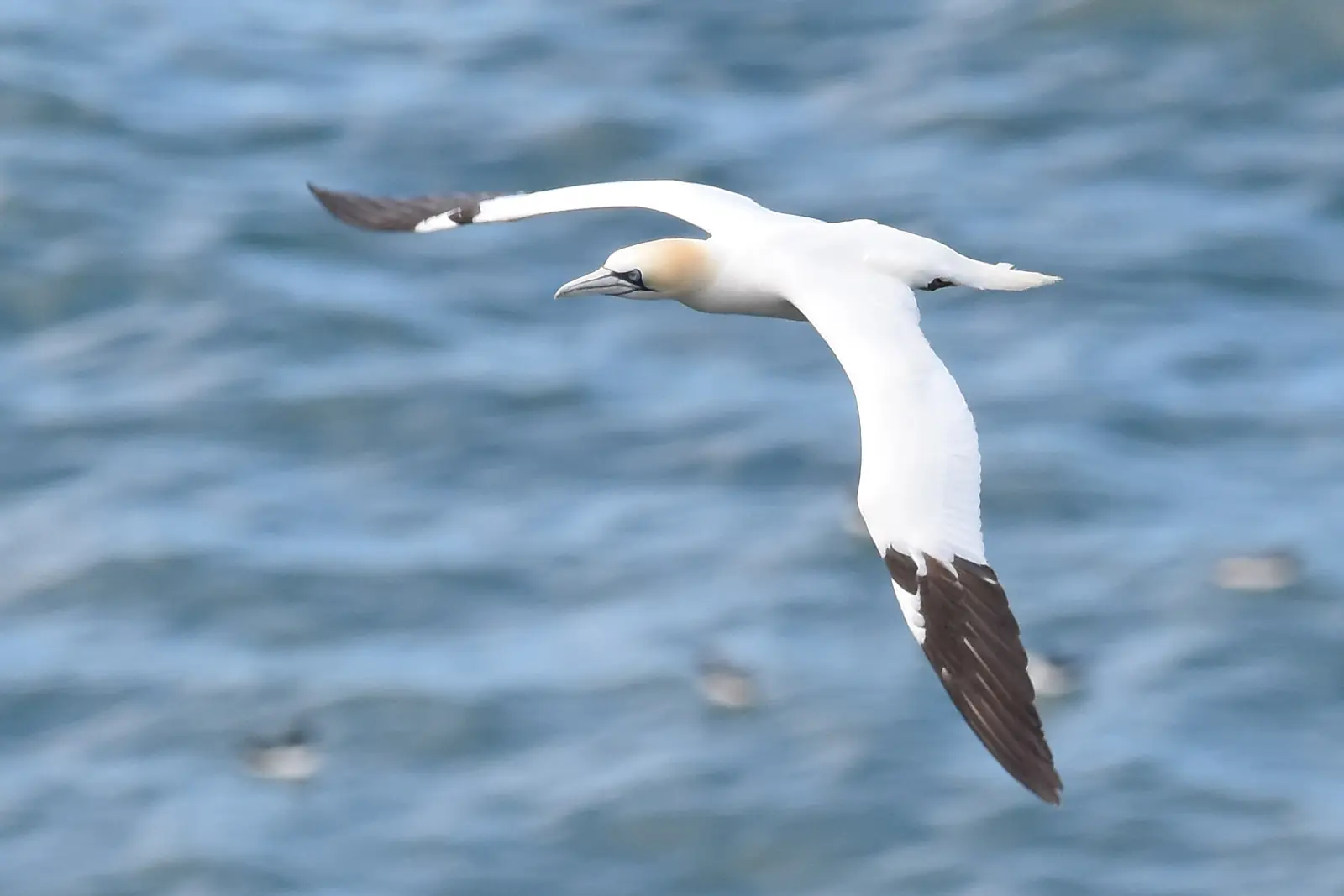Gannet, gliding, RSPB Bempton Cliffs, Yorkshire, 2017