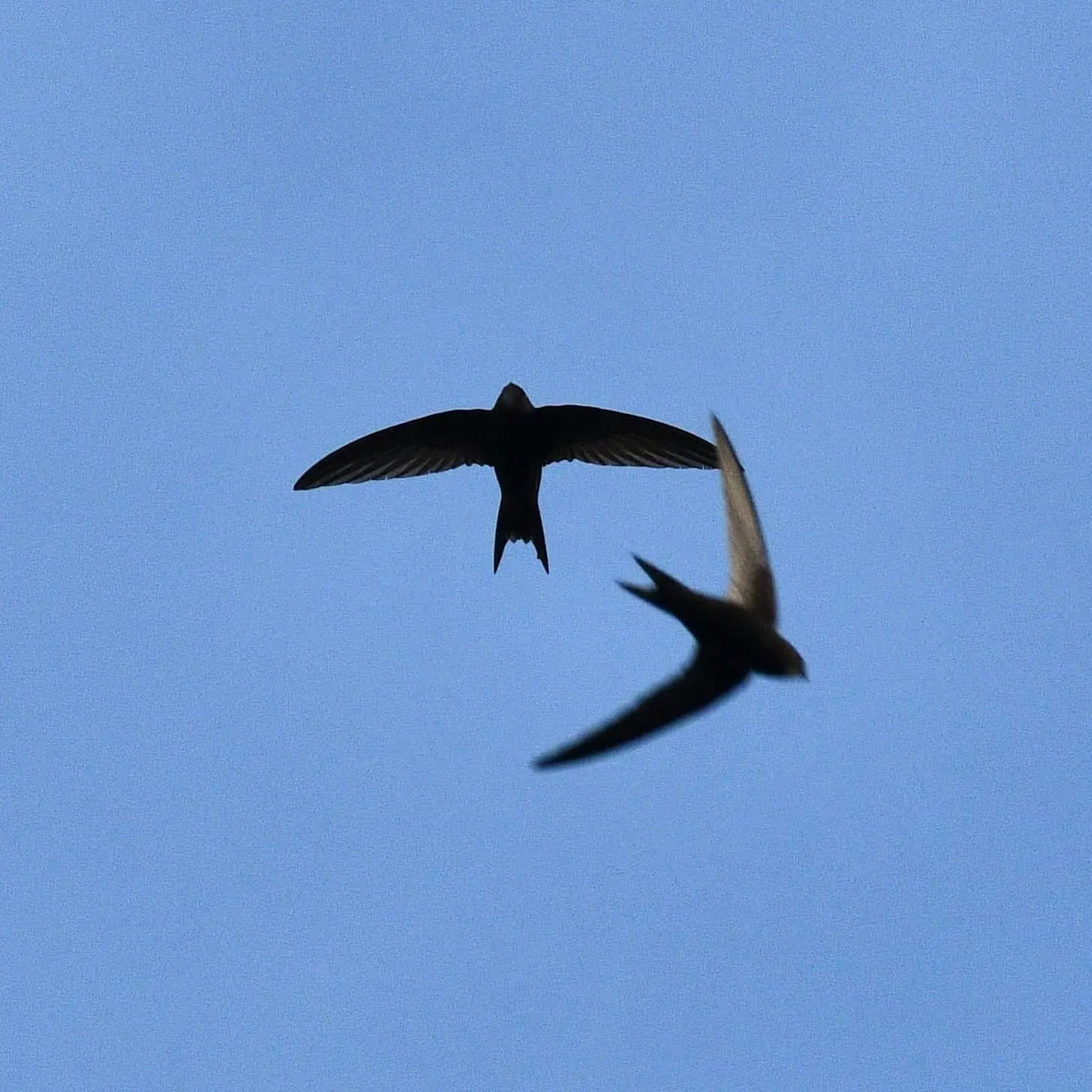 Swifts, Oxfordshire, summer 2026