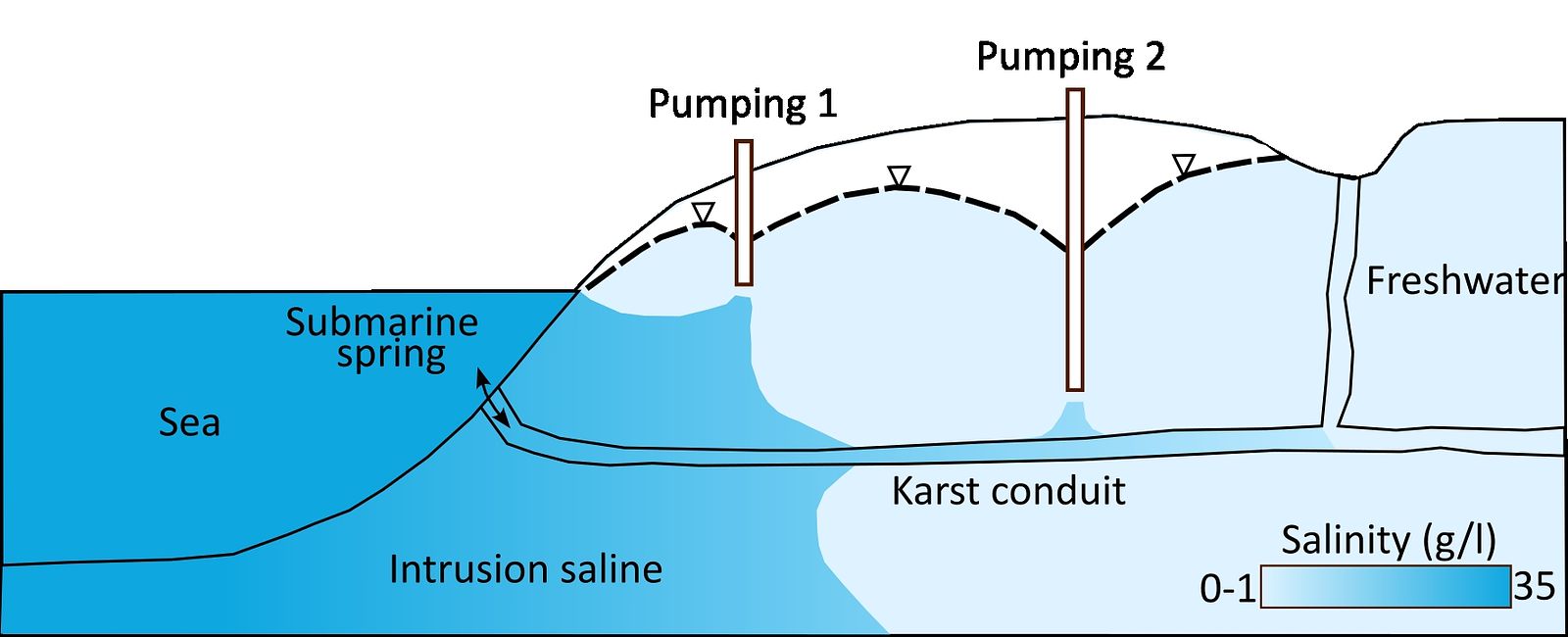 2D vertical scheme of saltwater wedge in a karst aquifer with highly permeable conduits and pumping impact