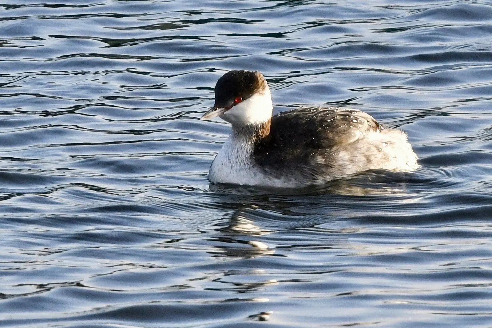 Slavonian grebe, a rare visitor to Farmoor reservoir, Oxfordshire, January 2020