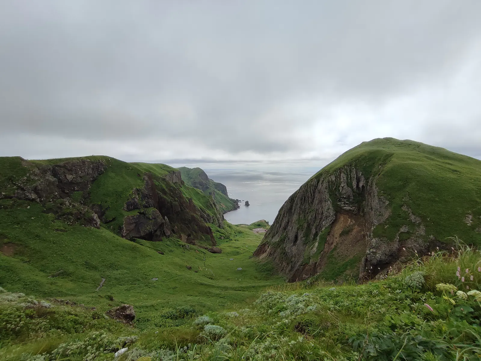 Japan, Hokkaido (2023): Hike through alpine vegetation (e.g., Leontopodium discolor) on Rebun Island 