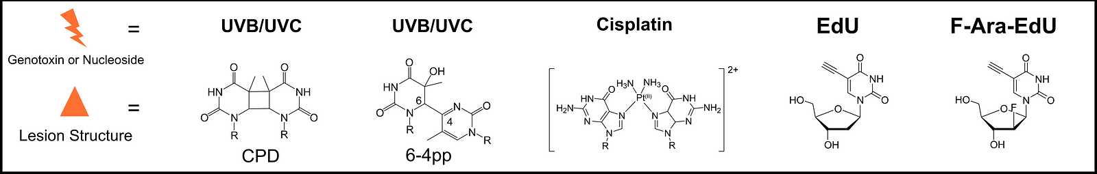 Genotoxin treatments UVB/UVB, UVB/UVC, cisplatin, EdU, F-ara-EdU and thier lesions cyclobutane pyrimidine dimers, 6-4photoproducts, Cisplatin-DNA adducts,EdU and F-ara-EdU structure.