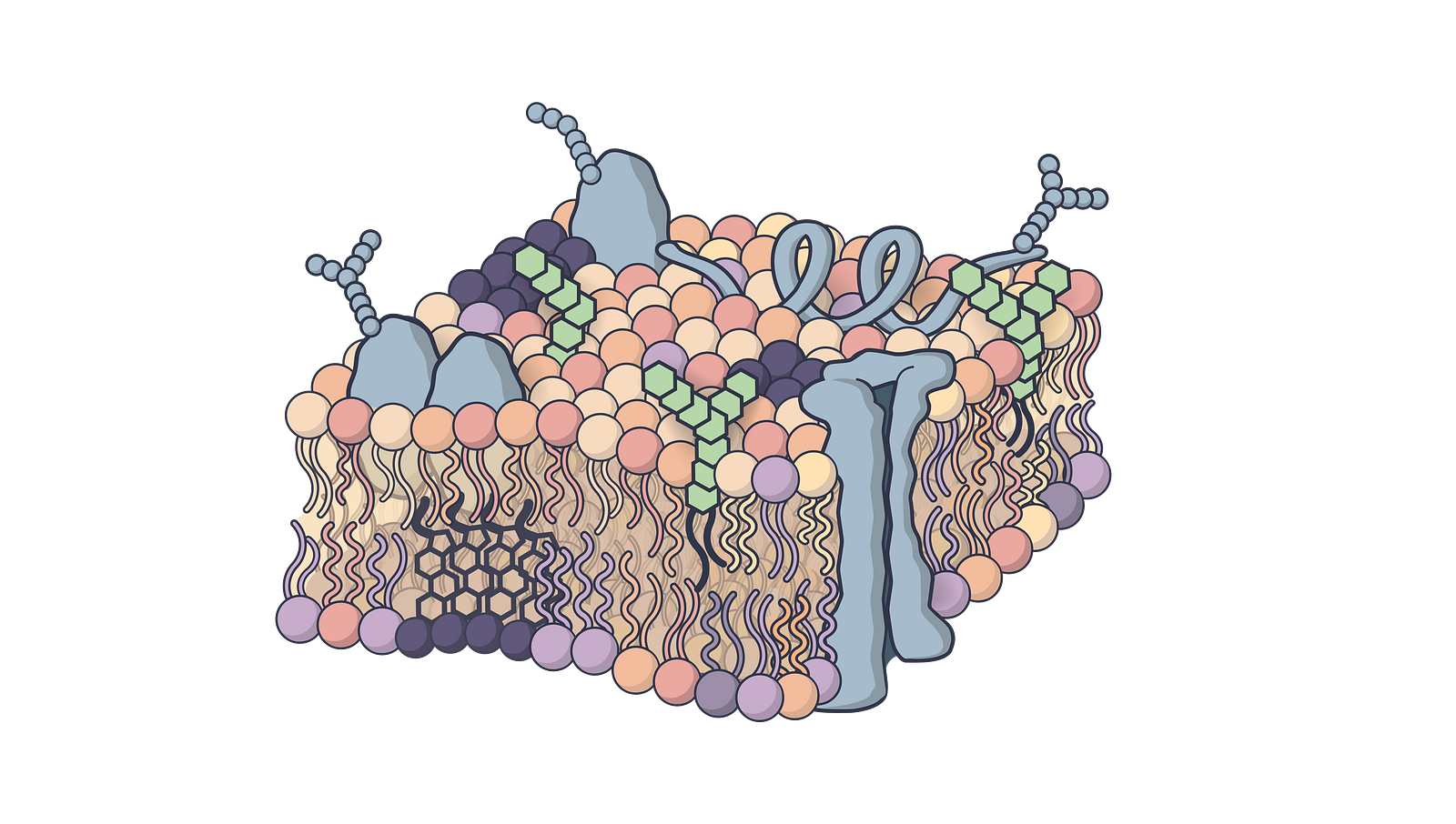 Updated Fluid-Mosaic model with high complexity and heterogeneity
