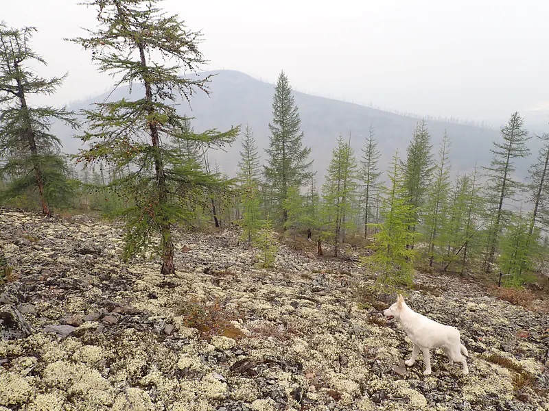 Russia, Republic of Sakha (Yakutia), Oymyakonsky District (2021): Fieldwork at remote lakes in the southern Verkhoyansk Mountains