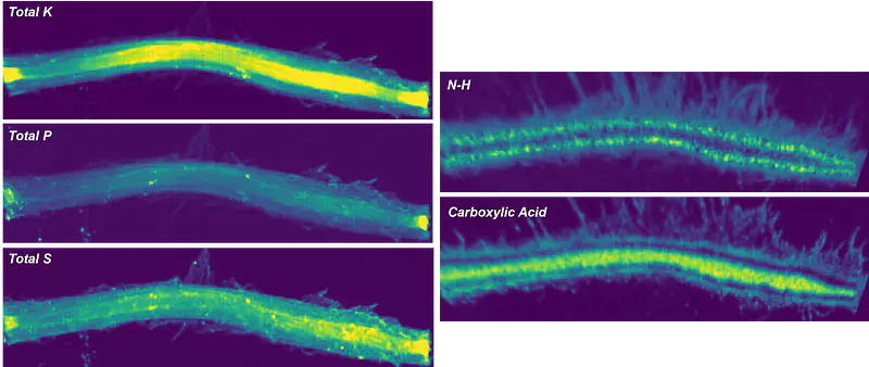 Synchrotron XRF (left) and synchrotron FTIR (right) of Brachypodium stem and fungi