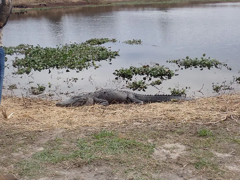 Alligator