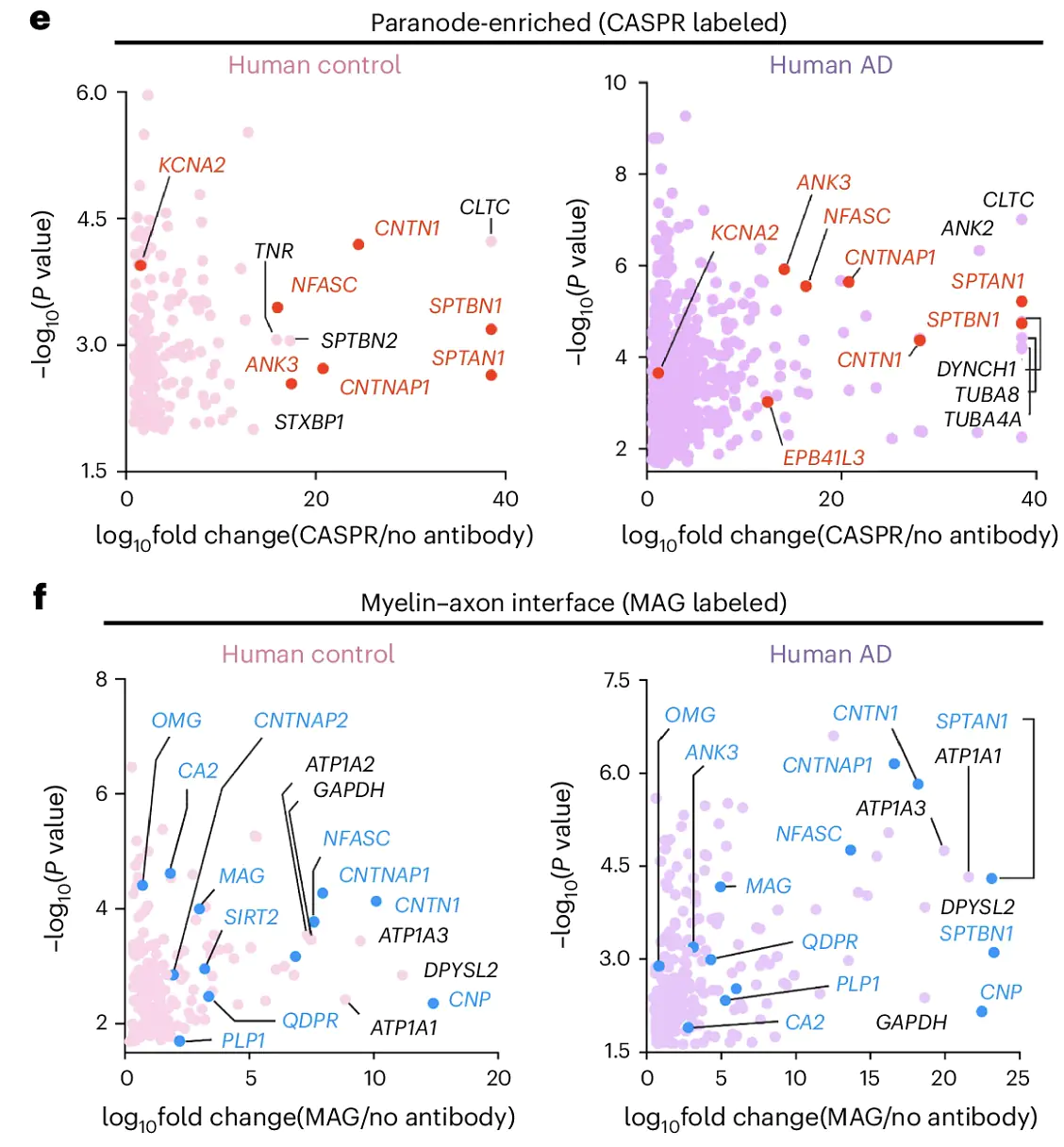Proteomic identification of myelin-axon interactome in human brains
