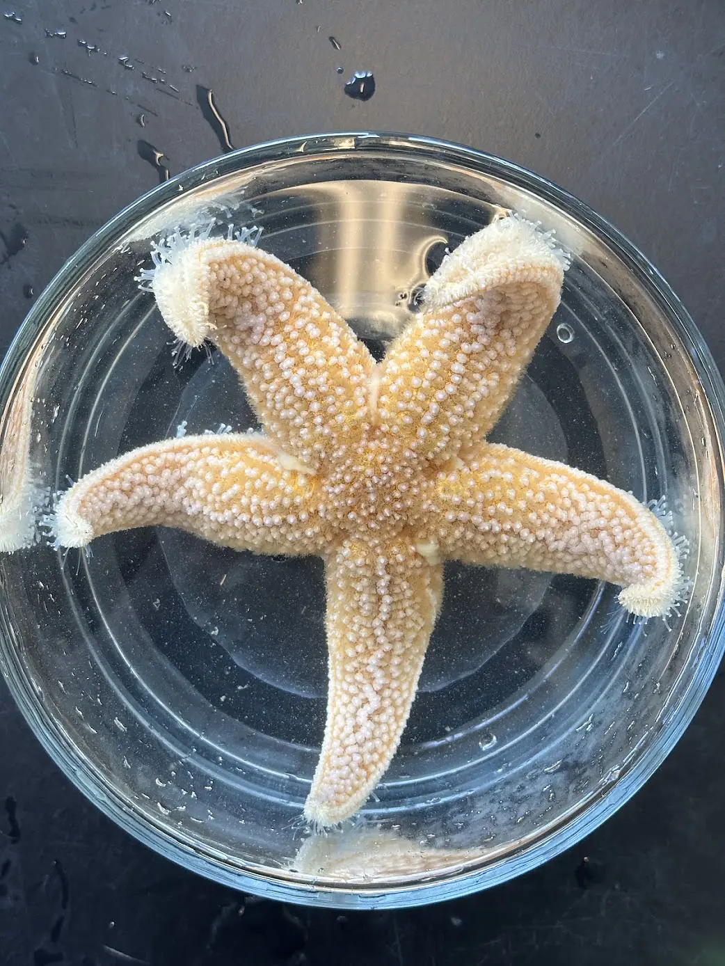 Asterias rubens