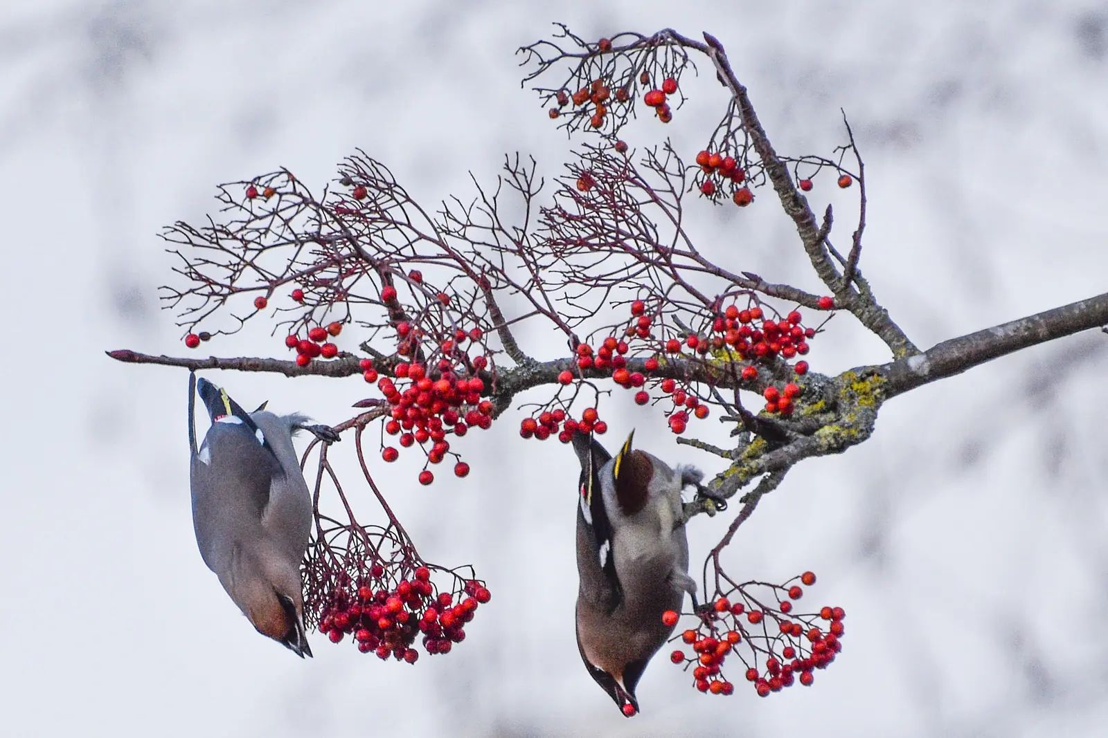 Waxwings, Marston, Oxford, January 2017