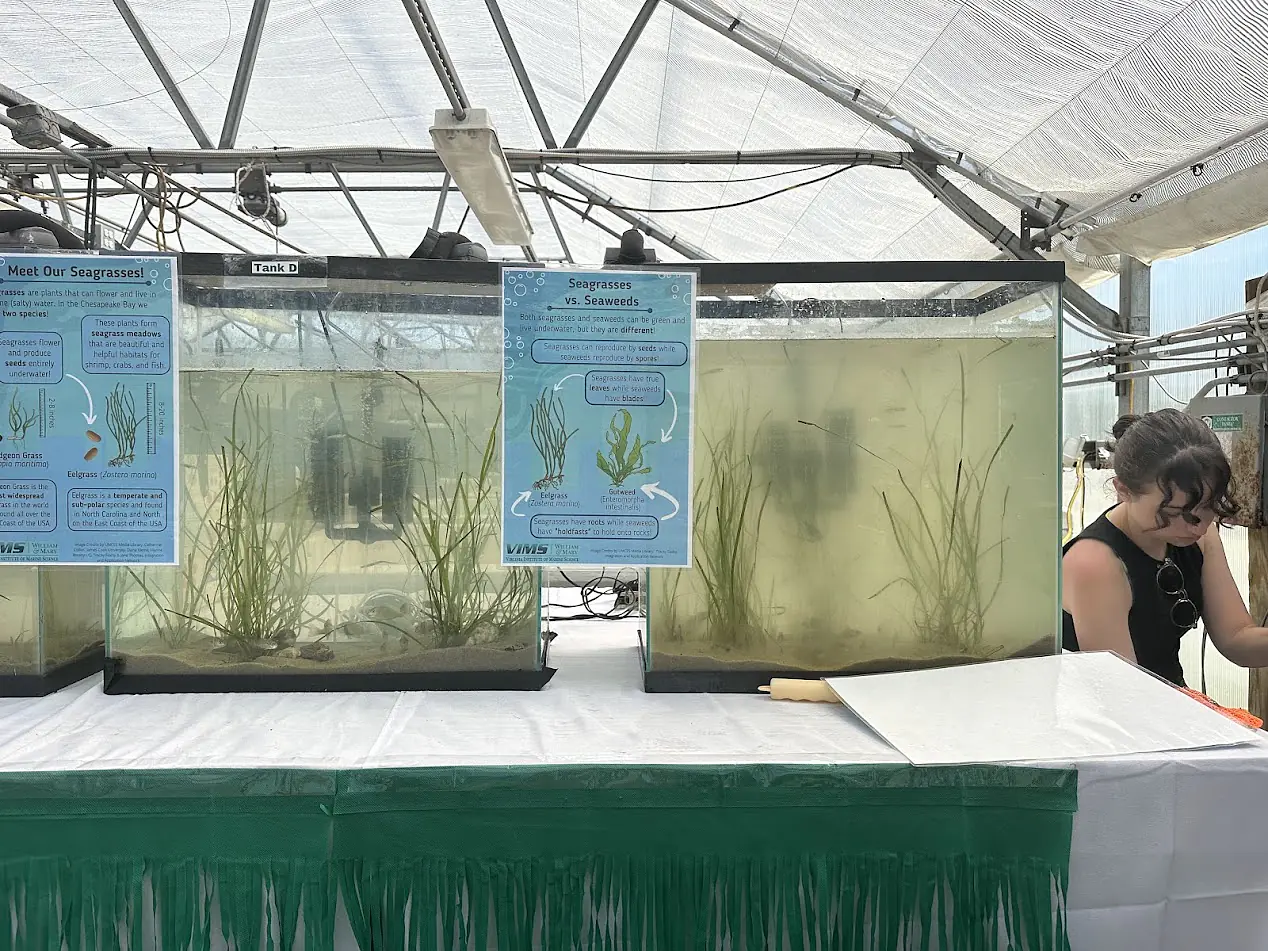 Setting up for VIMS Marine Science Day