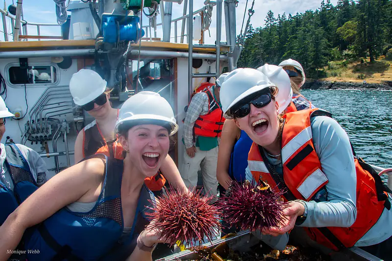 Huge red urchins from the Kittiwake trawl
