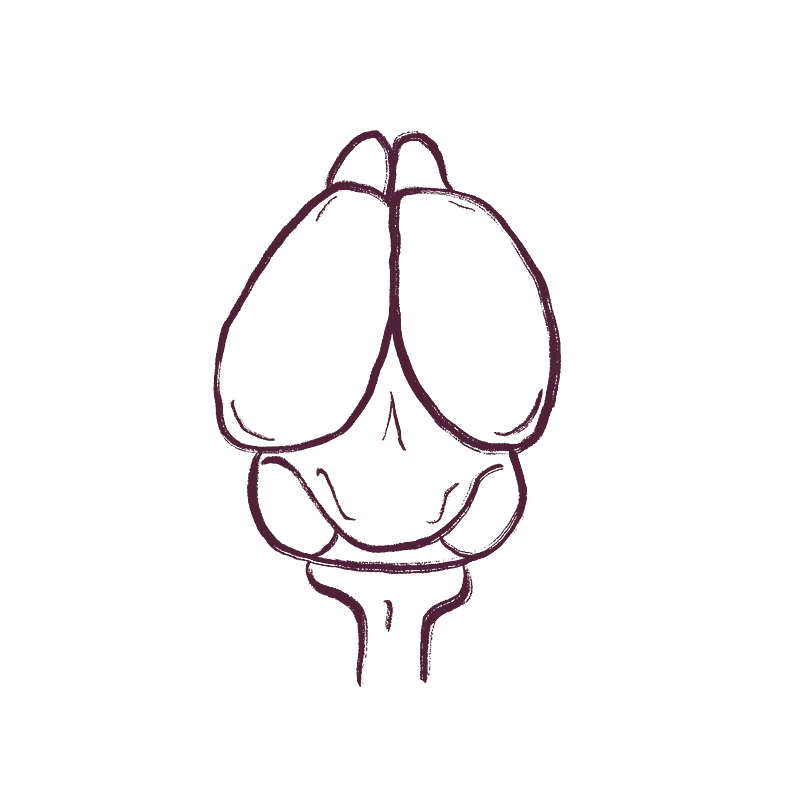 The mouse brain.