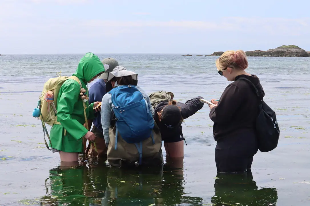 Counting sea hares and their egg masses by touch