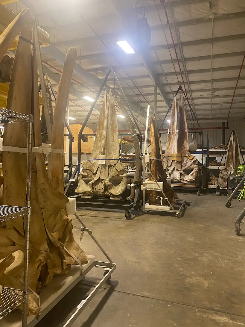 Whale bone collections