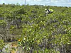 Hiking back through the mangroves from a calibration/maitenance trip to SE1/US-EVM flux tower - August 2025