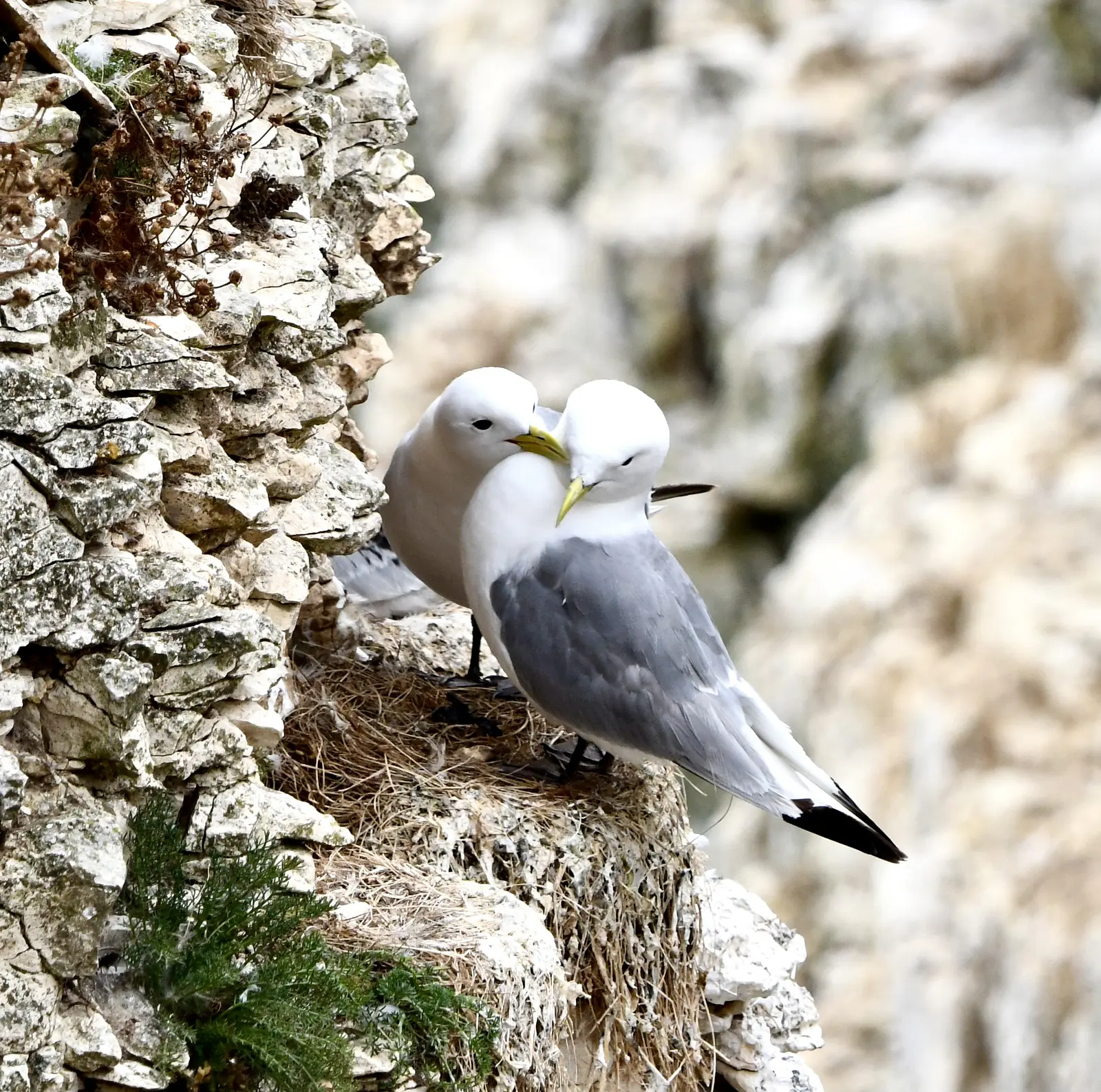 Kittiwakes, preening, RSPB Bempton Cliffs, Yorkshire, summer 2026