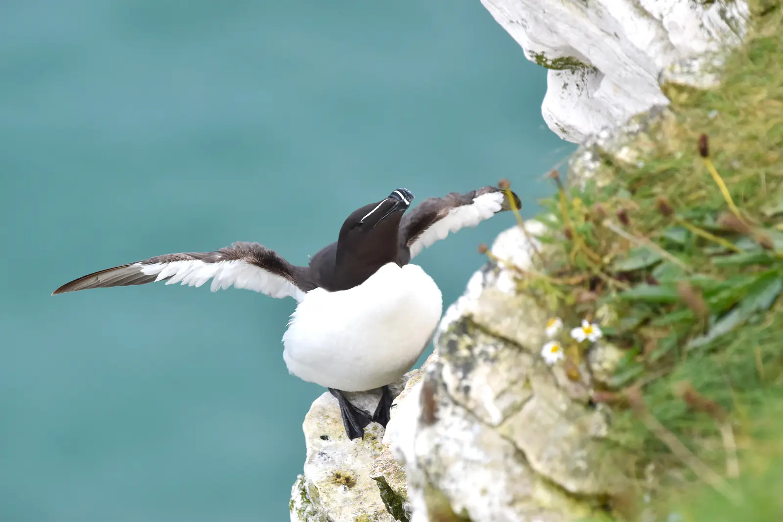 Razorbill, RSPB Bempton Cliffs 2017
