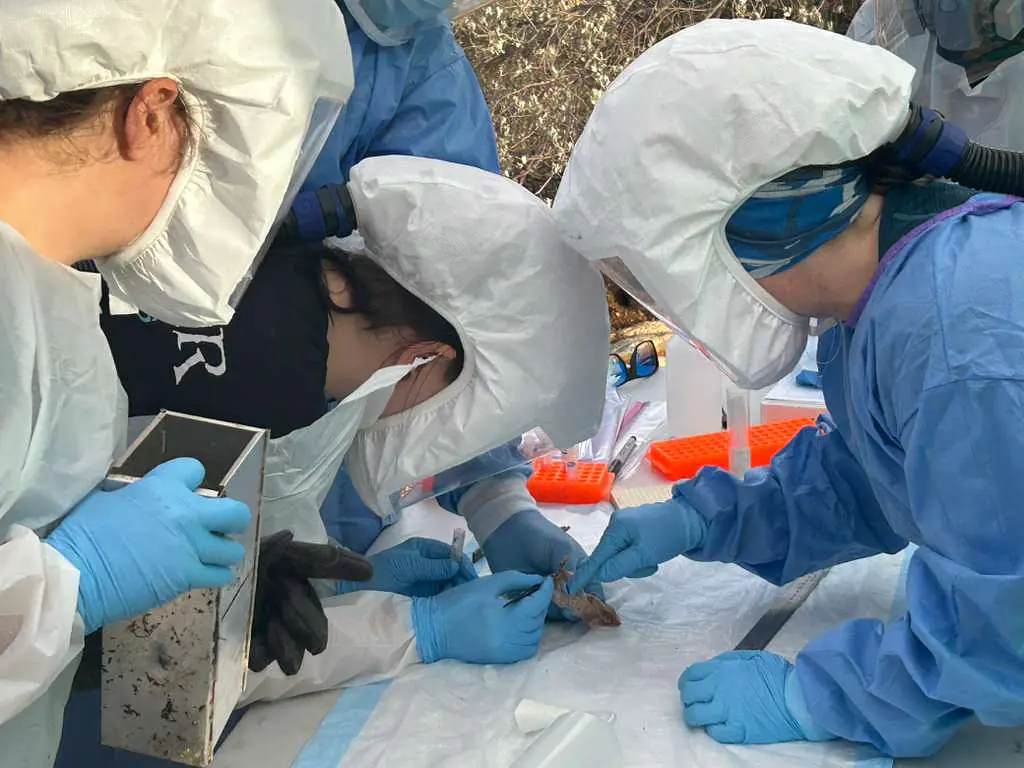 The sampling team drawing blood from a rodent