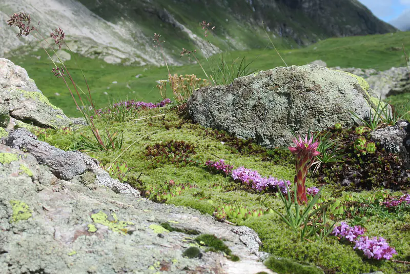 Vanoise (France)