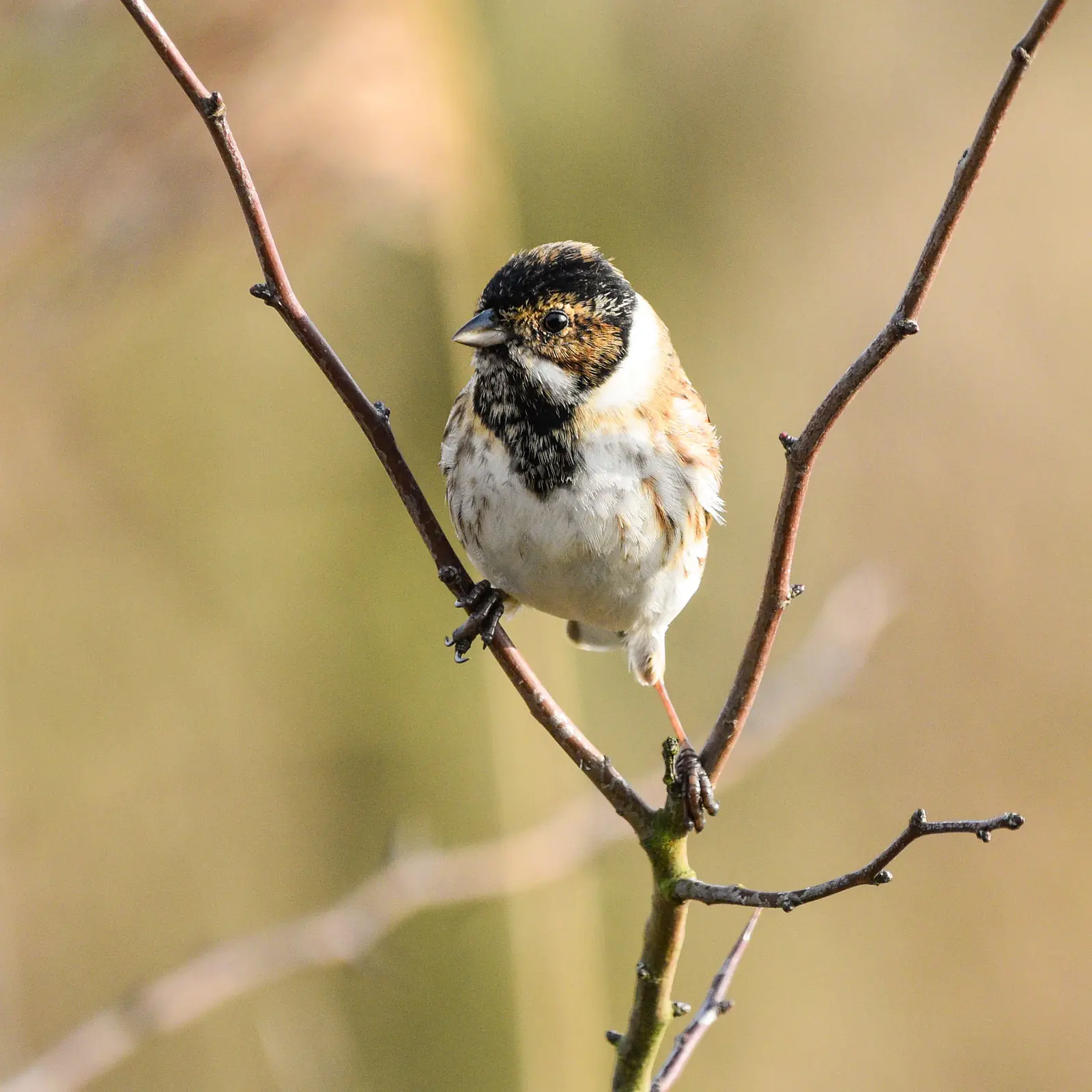 Reed bunting, RSPB Otmoor, near Oxford
