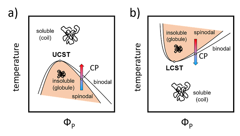 The Figure shows exemplary phase diagrams of polymers with a lower critical solution temperature and an upper critical solution temperature. Figure by Lucas Kreuzer