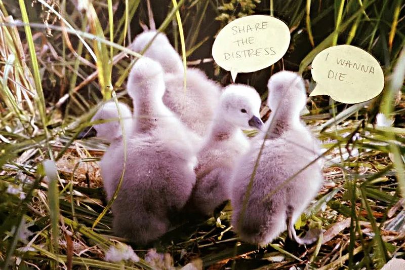 Ducklings with two speech bubbles saying "Share the distress" and "I wanna die."