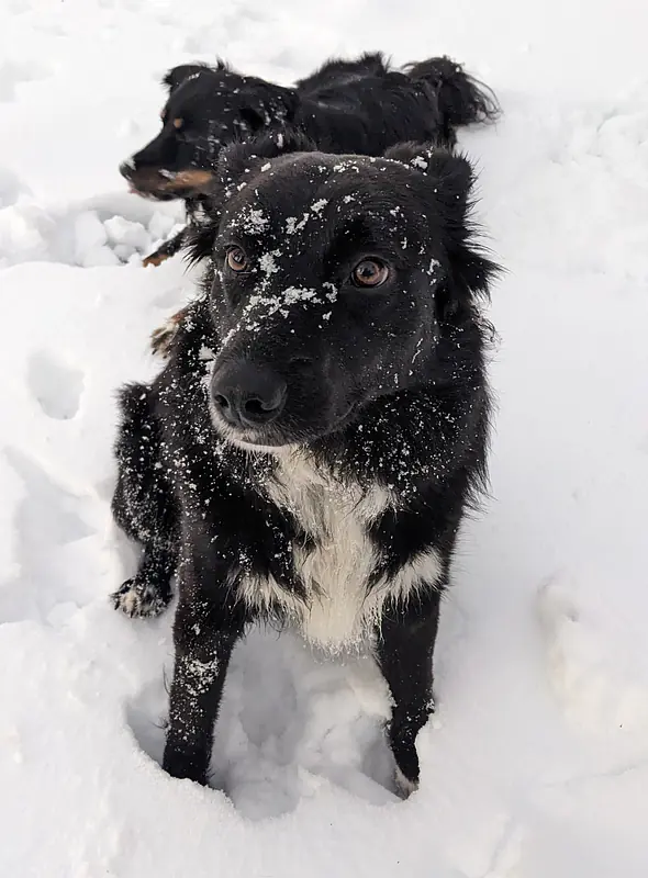 Jil- Border Collie/German Shepard Mix