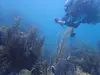 photographing the reef