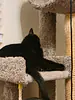 Vax- Domestic Shorthair