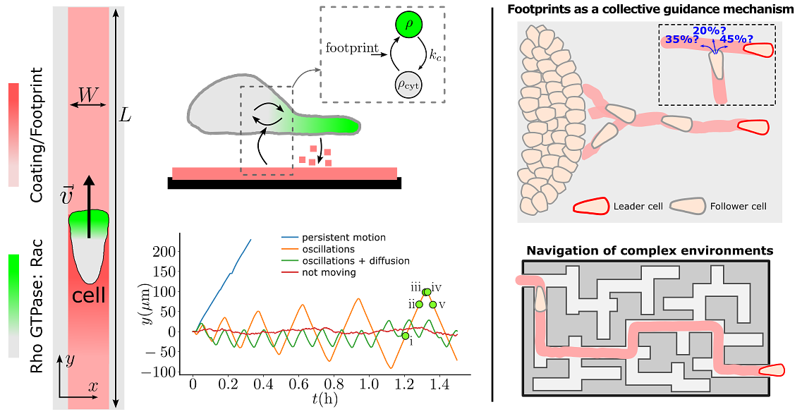 cell guidance footprint