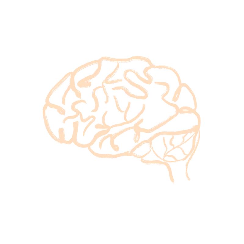 The human brain.
