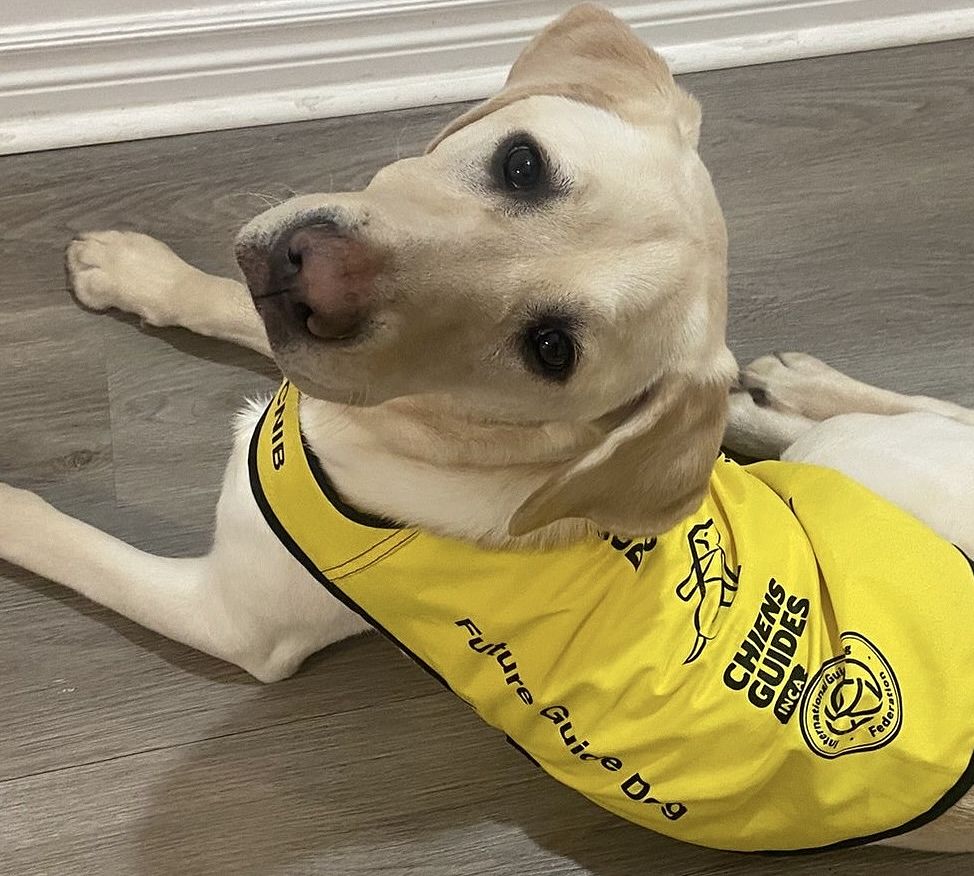Yellow labrador retriever wearing yellow vest with writing Future Guide Dog