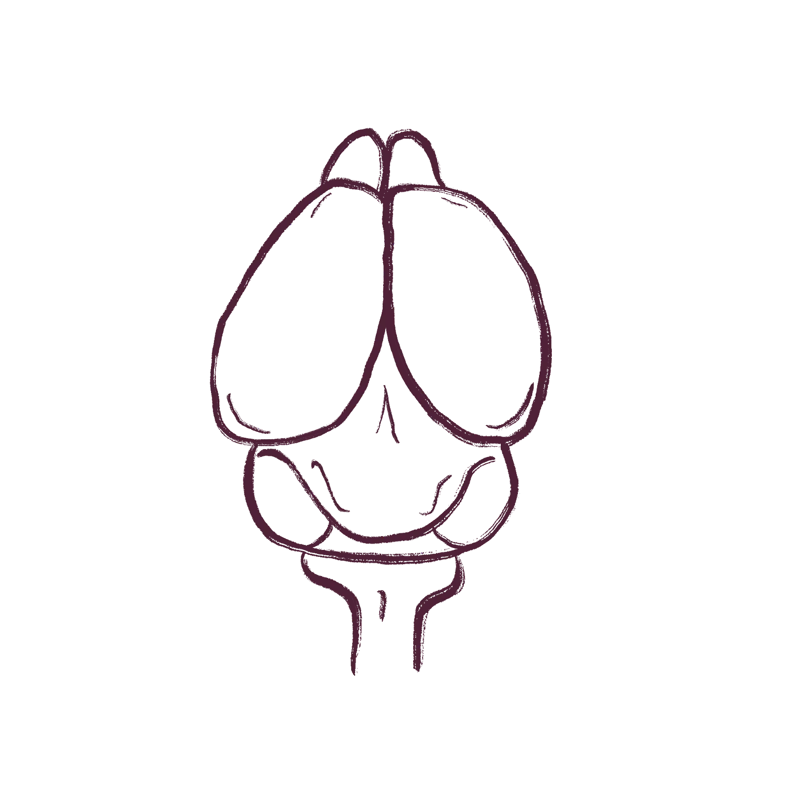 The mouse brain.