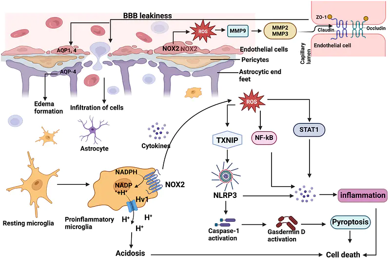 Microglial NOX2 as a therapeutic target in traumatic brain injury