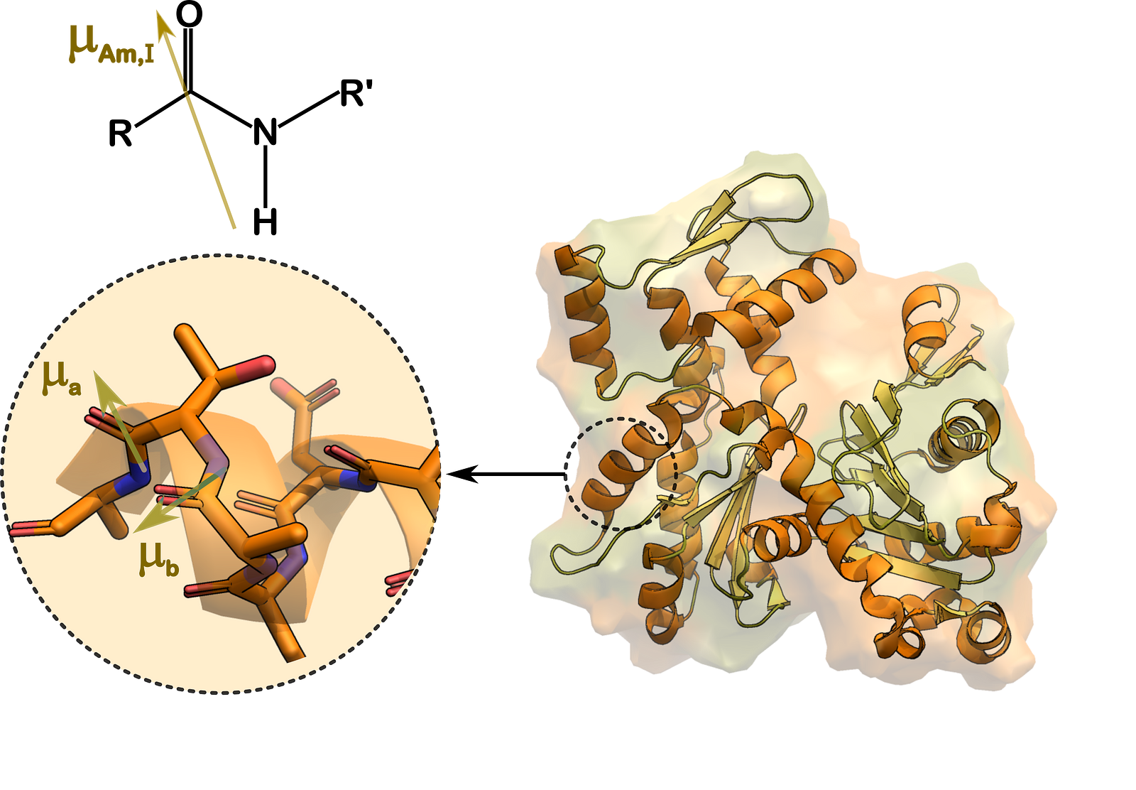 Illustration for amide I stretches and secondary structure of actin