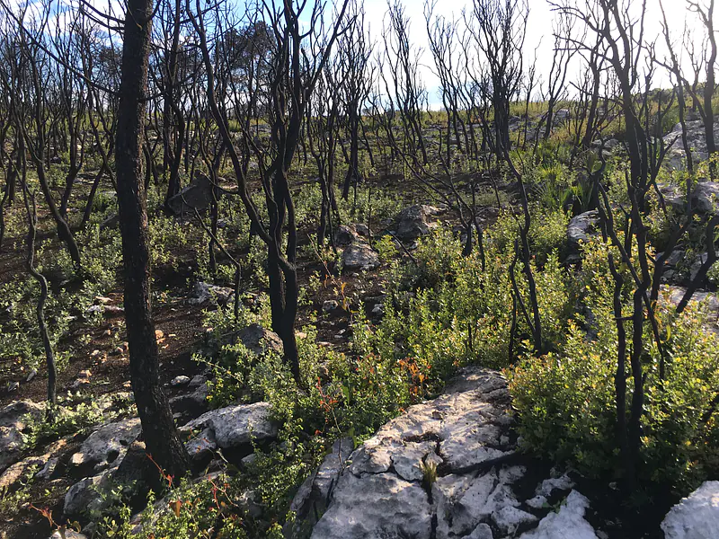 3 months post-fire in Valencia, Spain
