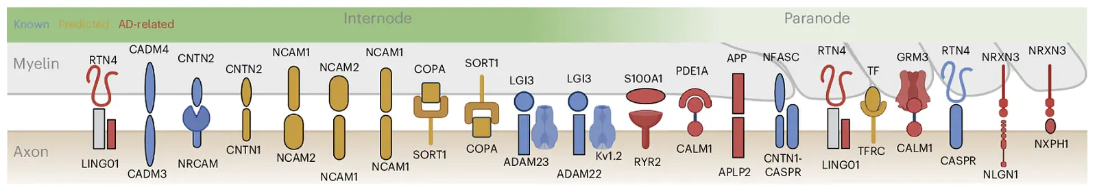 Uncovering novel and Alzheimer's disease-related ligand-receptor pairs at the myelin-axon interface