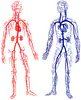 Physics of the Human Body - Cerebral Haemodynamics, Vision and Thermoregulation