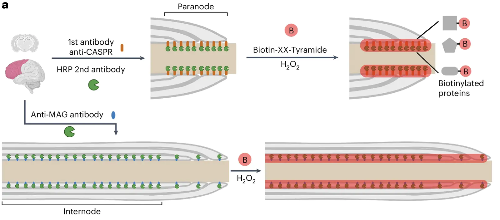 Antibody-based proximity labeling of the myelin-axon interface in postmortem brains of Alzheimer's disease humans and unaffected age-matched controls 