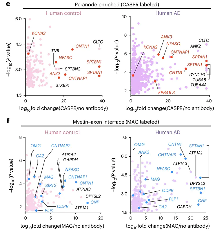 Proteomic identification of myelin-axon interactome in human brains