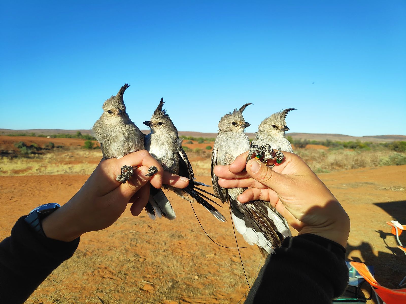 Four radio-tagged chirruping wedgebills ready to be released