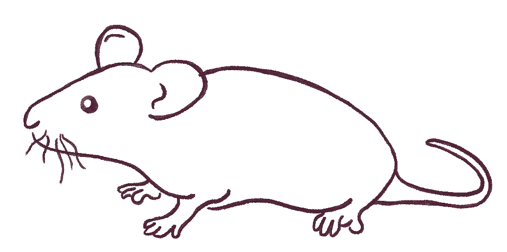 A lab mouse
