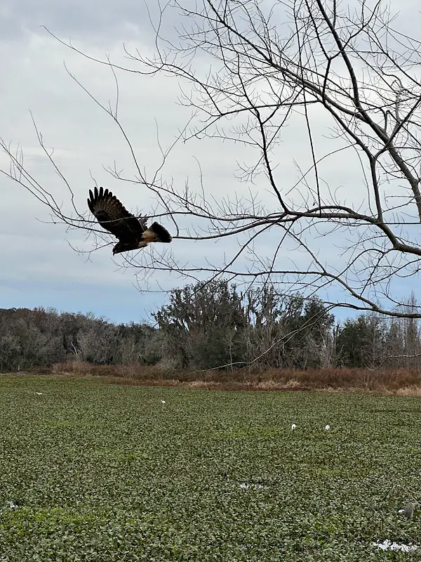 Snail kite