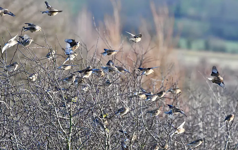 Mainly linnets, RSPB Otmoor, near Oxford