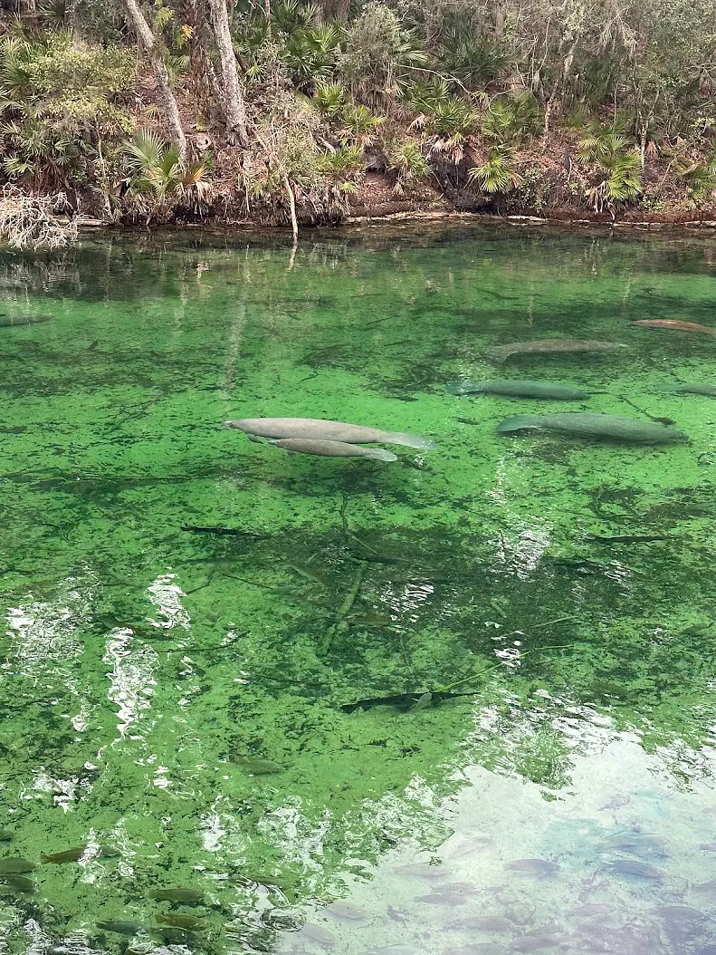 Manatees