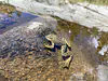 Rana sierrae (Sierra Nevada yellow-legged frog), an endandgered species, observed during fieldwork and reported via iNaturalist to the California Department of Fish and Wildlife to the California Natural Diversity Database (CNDDB)! 
